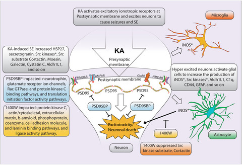 The impact of postsynaptic density 95 blocking peptide (Tat-NR2B9c) and an iNOS inhibitor (1400W) on proteomic profile of the hippocampus in C57BL/6J mouse model of kainate-induced epileptogenesis