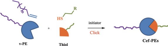 Synthesis of Novel Chain-End-Functionalized Polyethylenes via Thiol-ene Click Chemistry