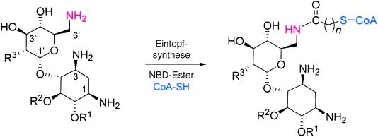 Regio- and Chemoselective 6′-N-Derivatization of Aminoglycosides: Bisubstrate Inhibitors as Probes To Study Aminoglycoside 6′-N-Acetyltransferases
