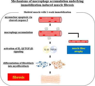 Myonuclear apoptosis via cleaved caspase-3 upregulation is related to macrophage accumulation underlying immobilization-induced muscle fibrosis