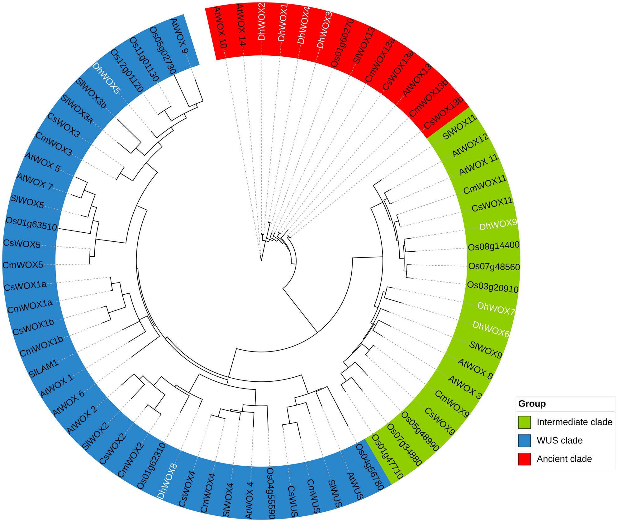 Evolutionary Insight and Expression Pattern of WUSCHEL-Related Homebox Genes of Dendrobium huoshanense