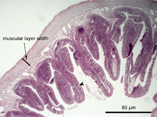 Details are in the caption following the image