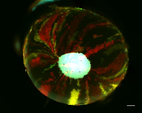 Damaging Effects of Ultraviolet Radiation on the Cornea