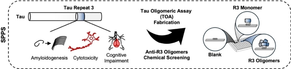 Drug Discovery and Screening Tool Development for Tauopathies by Focusing on Pathogenic Tau Repeat 3 Oligomers