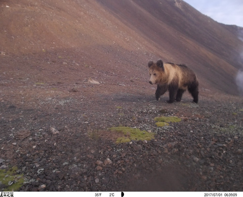 Decreasing brown bear (Ursus arctos) habitat due to climate change in Central Asia and the Asian Highlands