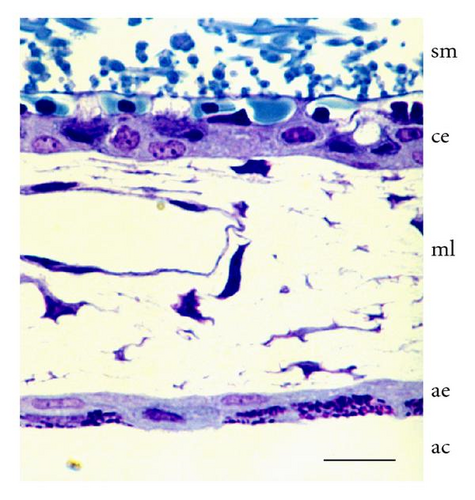 Details are in the caption following the image