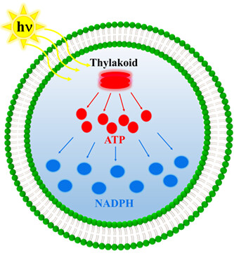 Light-Harvesting Artificial Cells for the Generation of ATP and NADPH†