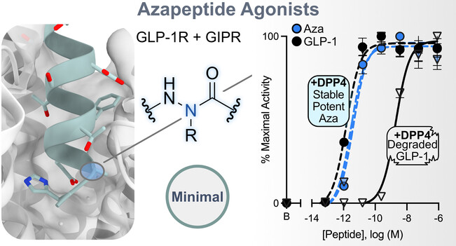 Potent and Protease Resistant Azapeptide Agonists of the GLP-1 and GIP Receptors