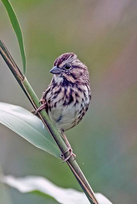 Perceived wintering latitude determines timing of song output in a migratory bird