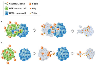 CD3xHER2 bsAb-Mediated Activation of Resting T-cells at HER2 Positive Tumor Clusters Is Sufficient to Trigger Bystander Eradication of Distant HER2 Negative Clusters Through IFNγ and TNFα