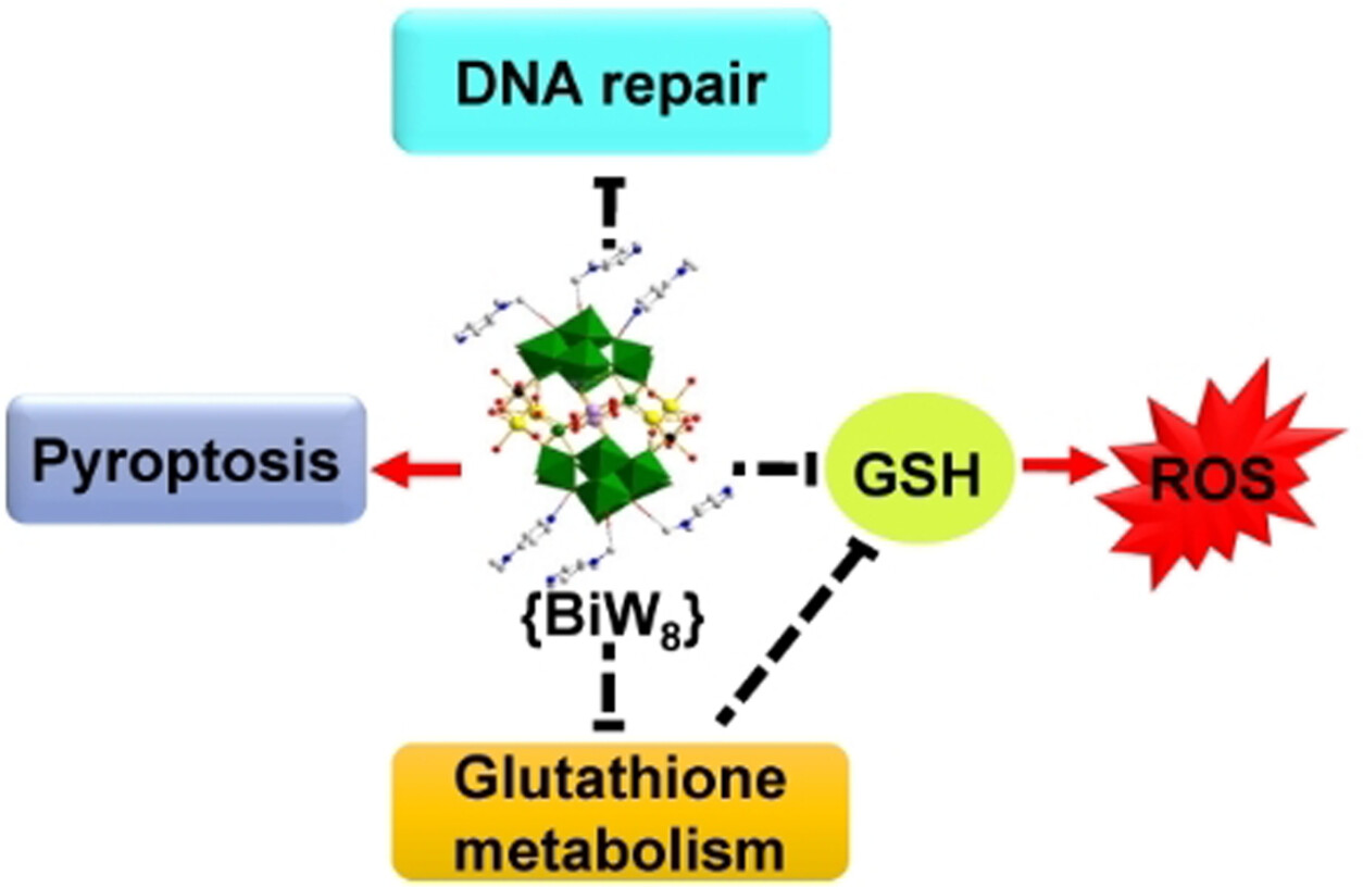 {BiW8O30} Exerts Antitumor Effect by Triggering Pyroptosis and Upregulating Reactive Oxygen Species