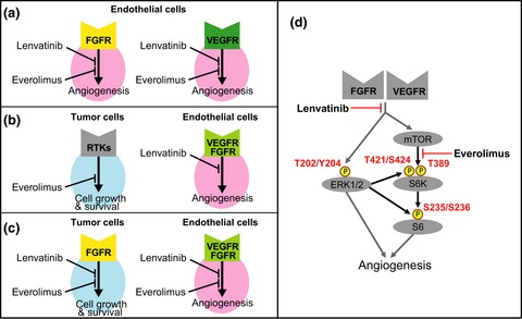 Targeting of tumor growth and angiogenesis underlies the enhanced antitumor activity of lenvatinib in combination with everolimus