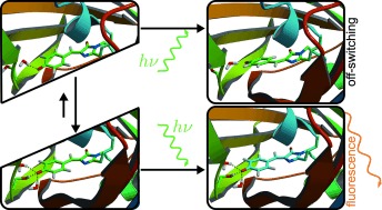 Hydrogen Bond Fluctuations Control Photochromism in a Reversibly Photo-Switchable Fluorescent Protein
