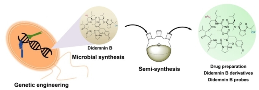 A Semisynthesis Platform for the Efficient Production and Exploration of Didemnin-Based Drugs