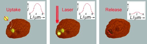 Laser-Induced Release of Encapsulated Materials inside Living Cells