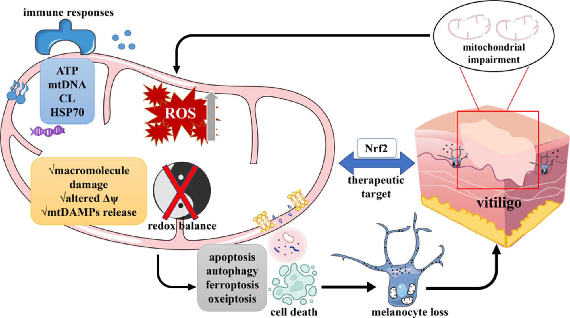 The underestimated role of mitochondria in vitiligo: From oxidative stress to inflammation and cell death