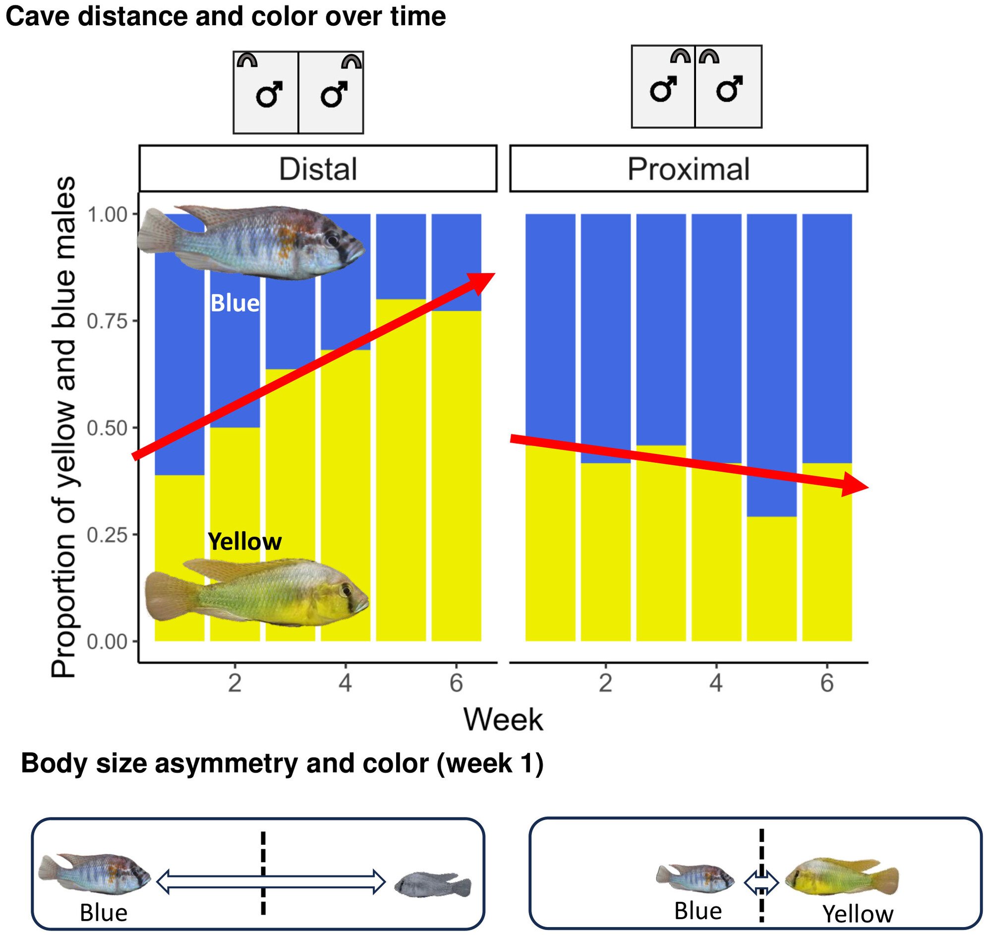 Male–Male Competition Affects Color Phenotype Expression and Color-Dependent Oxidative Stress Levels in a Polymorphic Cichlid Fish Issue ,