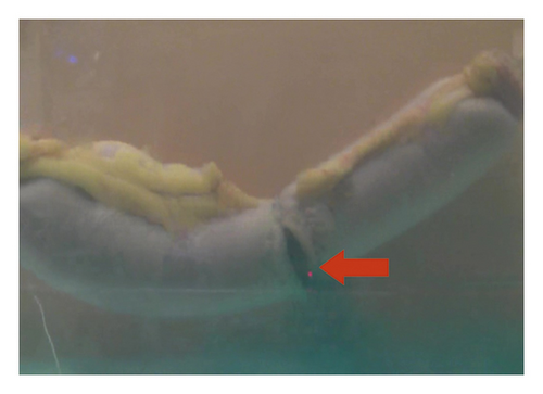 Details are in the caption following the image Details are in the caption following the image