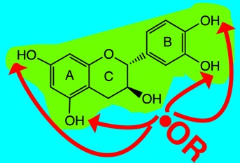 Short-lived Phenoxyl Radicals Formed from Green-Tea Polyphenols and Highly Reactive Oxygen Species: An Investigation by Time-Resolved EPR Spectroscopy