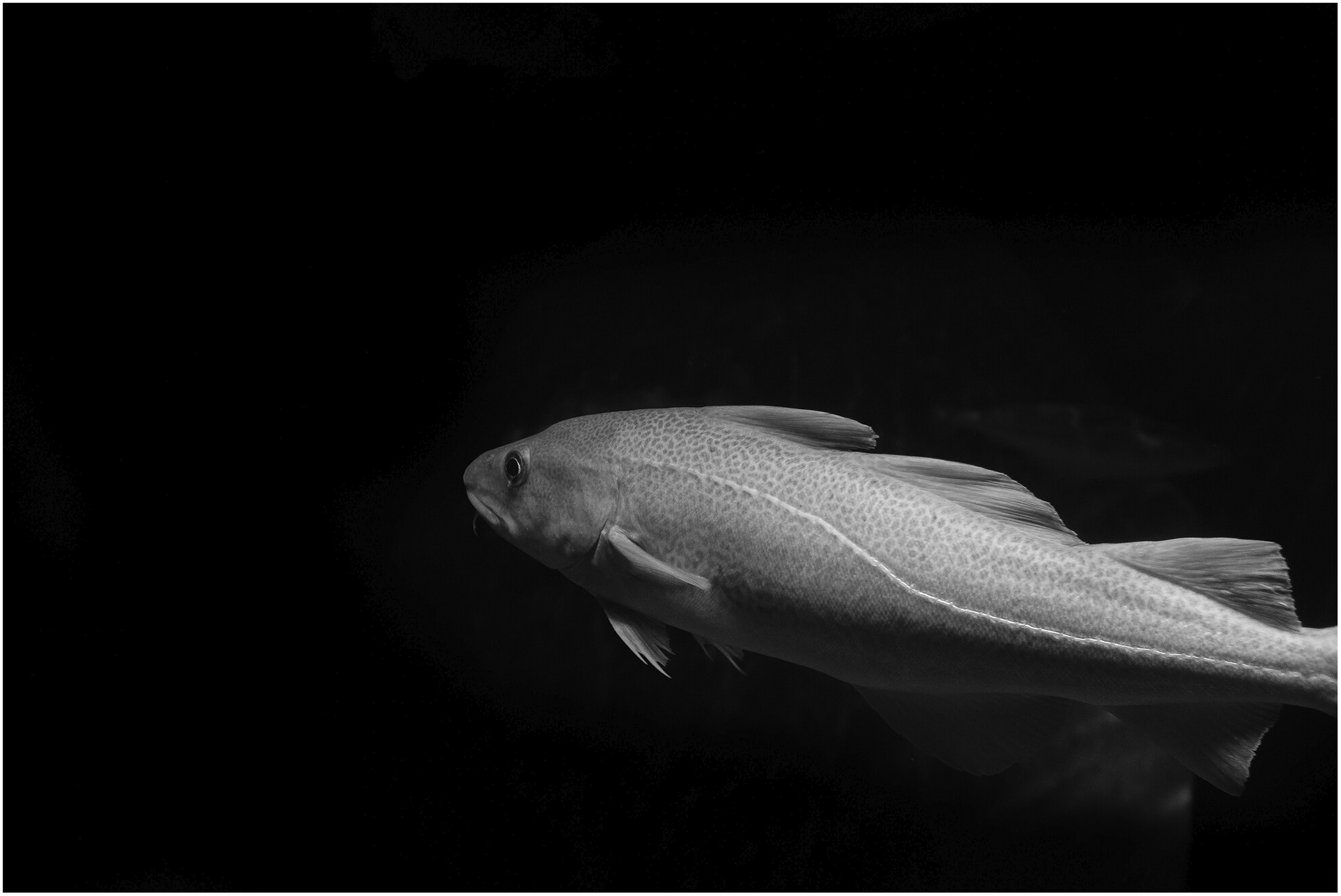 Centurial Variation in Size at Maturity of Eastern Baltic Cod (Gadus morhua) Mirrors Conditions for Growth