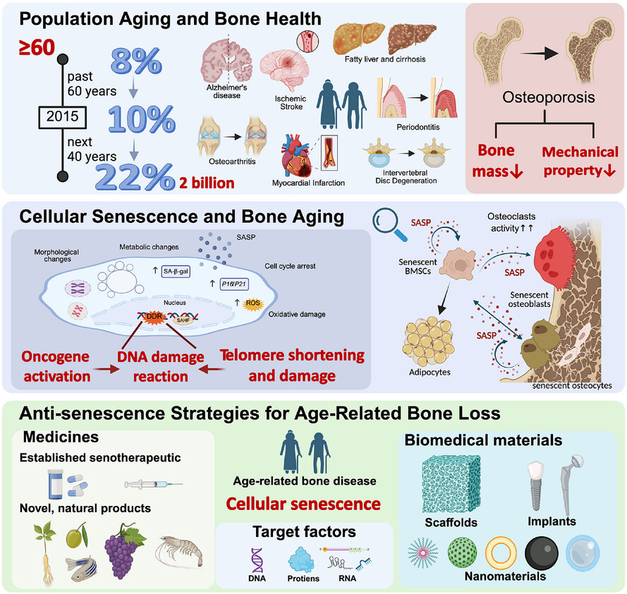 Antisenescence therapies for age-related bone loss: Target factors, medicines, biomedical materials