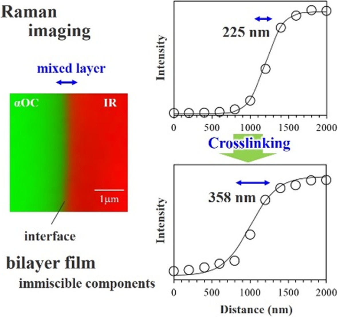Interfacial adhesion of immiscible component polymers of isoprene rubber and α-olefin copolymer by chemical reaction using peroxide crosslinking agent