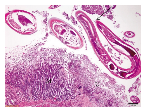 Details are in the caption following the image