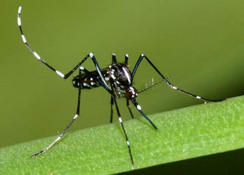 Specific phytochemicals in floral nectar up-regulate genes involved in longevity regulation and xenobiotic metabolism, extending mosquito life span