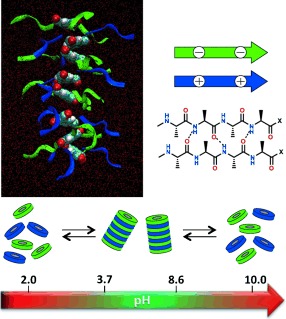 pH-Switchable Ampholytic Supramolecular Copolymers