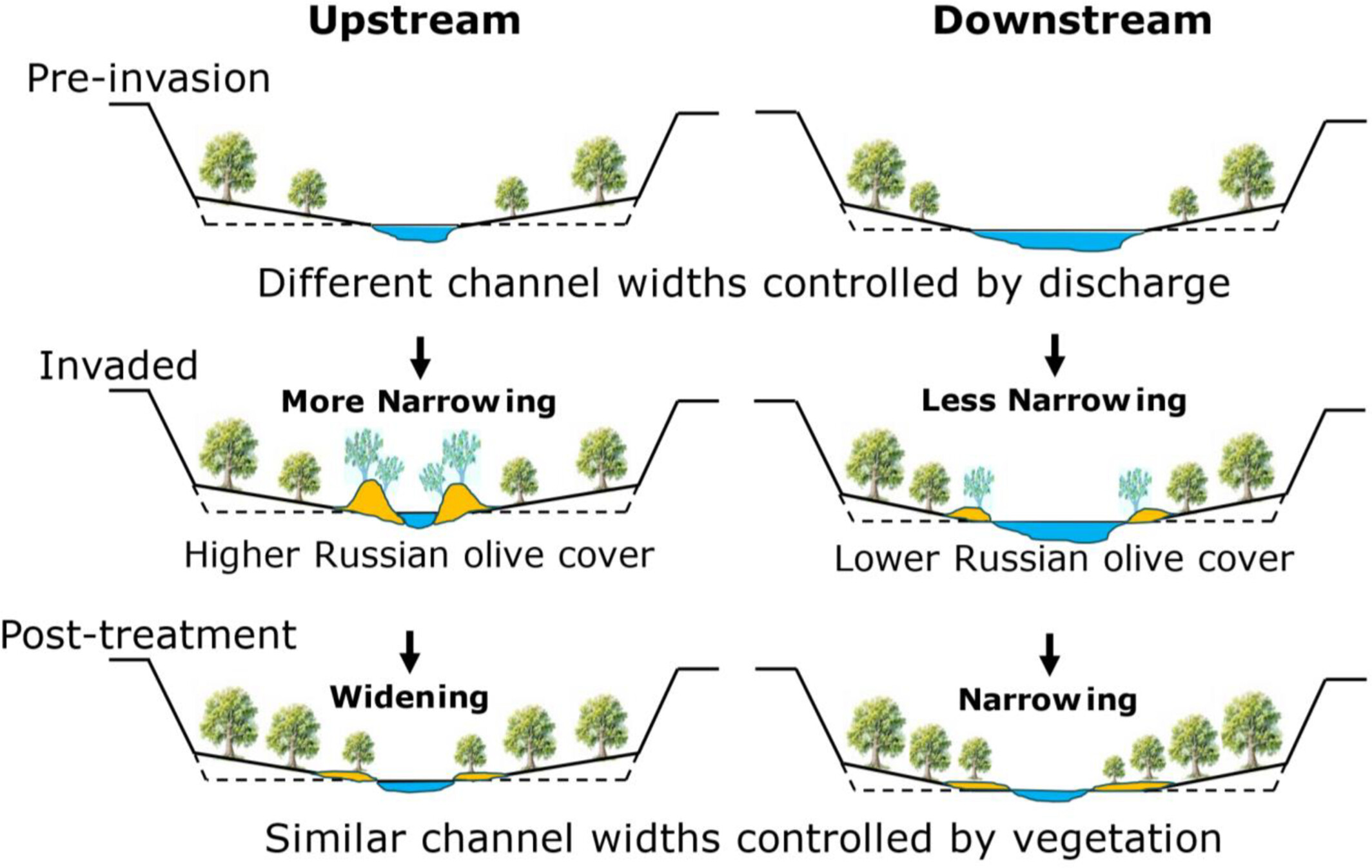 Long-term geomorphic response of a southwestern USA river following establishment and removal of an invasive riparian tree