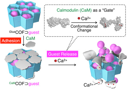 Bio-adhesive Nanoporous Module: Toward Autonomous Gating