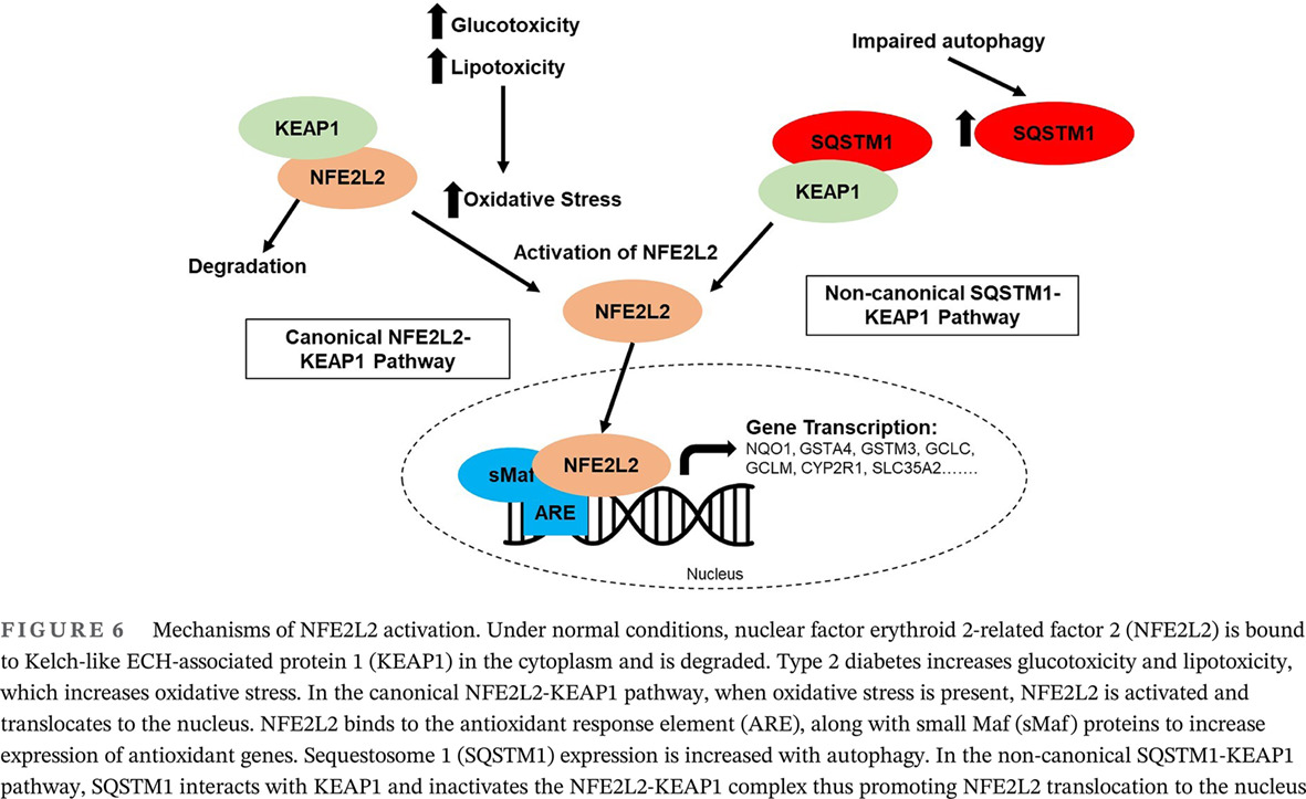 Relationships between type 2 diabetes, cell dysfunction, and redox signaling: A meta-analysis of single-cell gene expression of human pancreatic α- and β-cells 2型糖尿病、细胞功能障碍和氧化还原信号的关系:人胰腺α-和β-细胞单细胞基因表达的meta分析