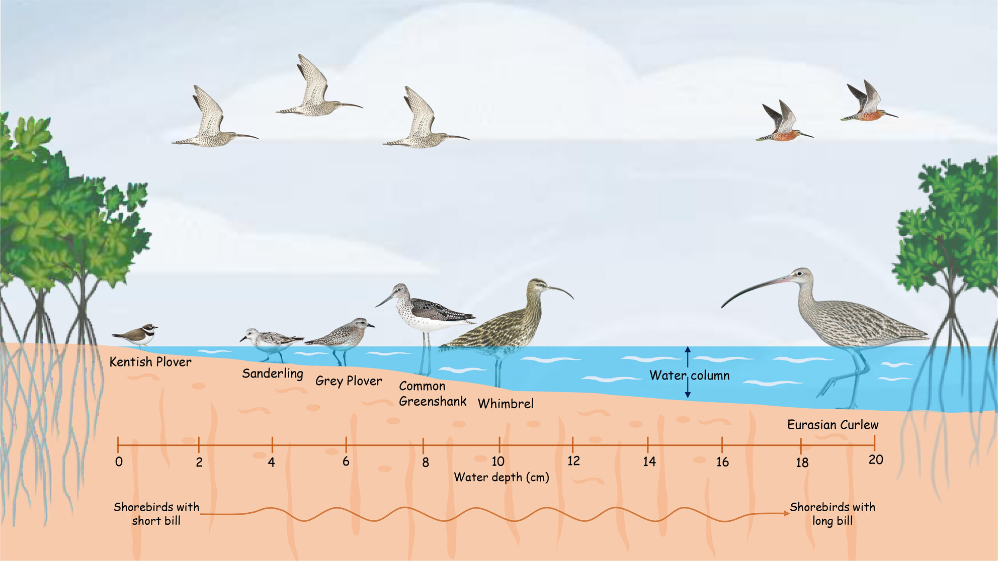 Bill Length of Non-breeding Shorebirds Influences the Water Depth Preferences for Foraging in the West Coast of India