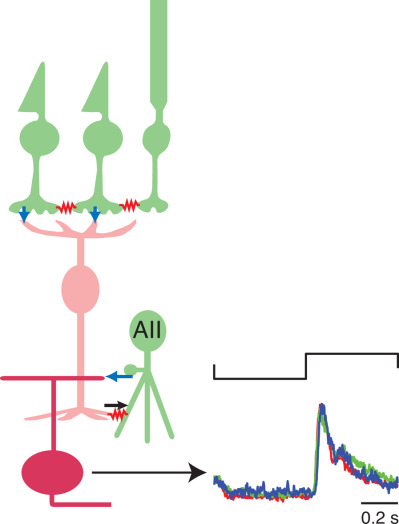 Selective synaptic connections in the retinal pathway for night vision