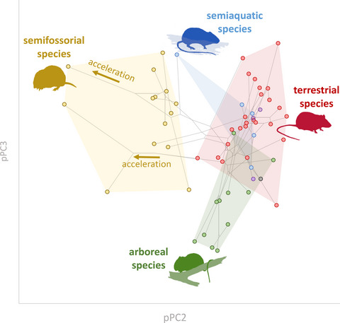 Locomotor habits and phenotypic evolution of the appendicular skeleton in the oryzomyalian radiation in the Neotropics (Sigmodontinae, Cricetidae, Rodentia)