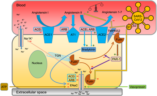 Details are in the caption following the image Details are in the caption following the image