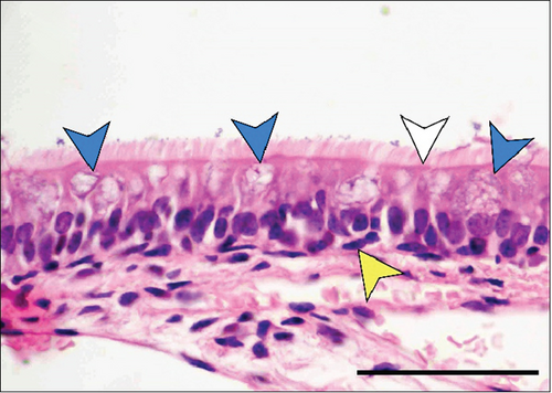 Details are in the caption following the image Details are in the caption following the image