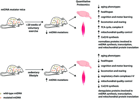 Voluntary exercise normalizes the proteomic landscape in muscle and brain and improves the phenotype of progeroid mice