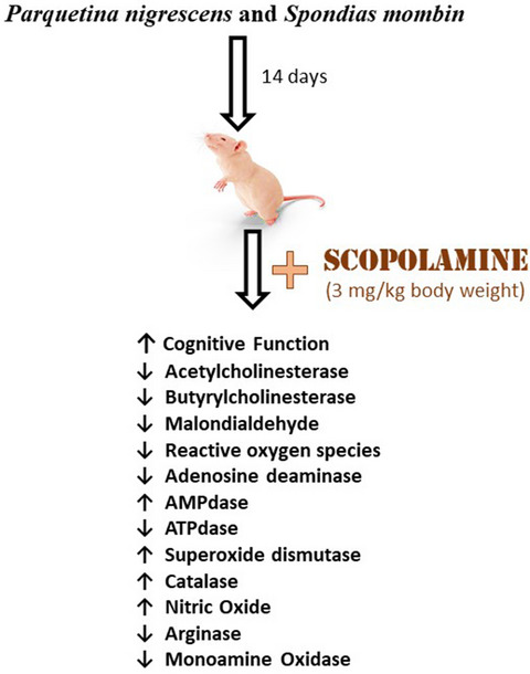 Parquetina nigrescens and Spondias mombin protects against neurochemical alterations in the scopolamine model of cognitive dysfunction