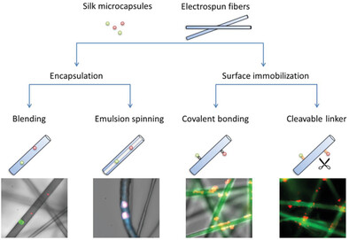 Electrospun Polymeric Fibers Decorated with Silk Microcapsules via Encapsulation and Surface Immobilization for Drug Delivery