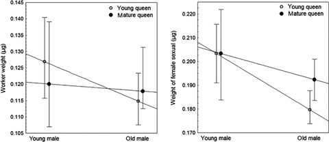 Methuselah’s daughters: Paternal age has little effect on offspring number and quality in Cardiocondyla ants
