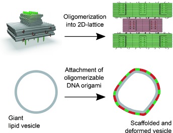 Amphipathic DNA Origami Nanoparticles to Scaffold and Deform Lipid Membrane Vesicles