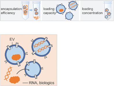 Standardization Approaches for Extracellular Vesicle Loading with Oligonucleotides and Biologics