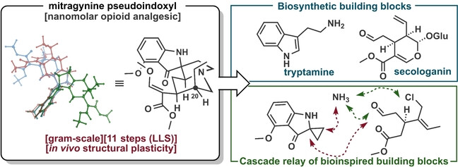 Total Synthesis and Structural Plasticity of Kratom Pseudoindoxyl Metabolites**