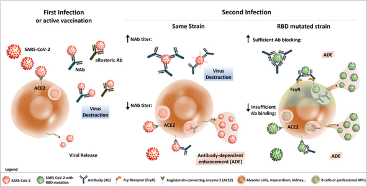 Dengue Fever, COVID-19 (SARS-CoV-2), and Antibody-Dependent Enhancement (ADE): A Perspective