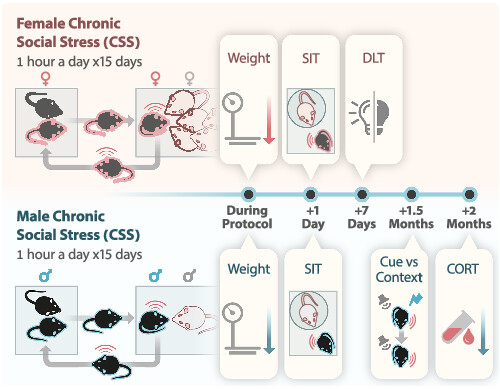 Differential chronic social stress models in male and female mice