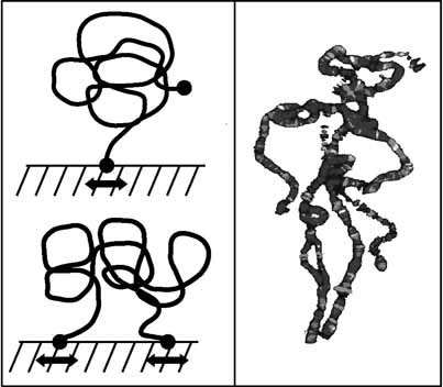 Conformational and Dynamical Properties of the Isolated, Three-Dimensional Single- and Double-Tethered Polymer Chain on an Infinite Surface