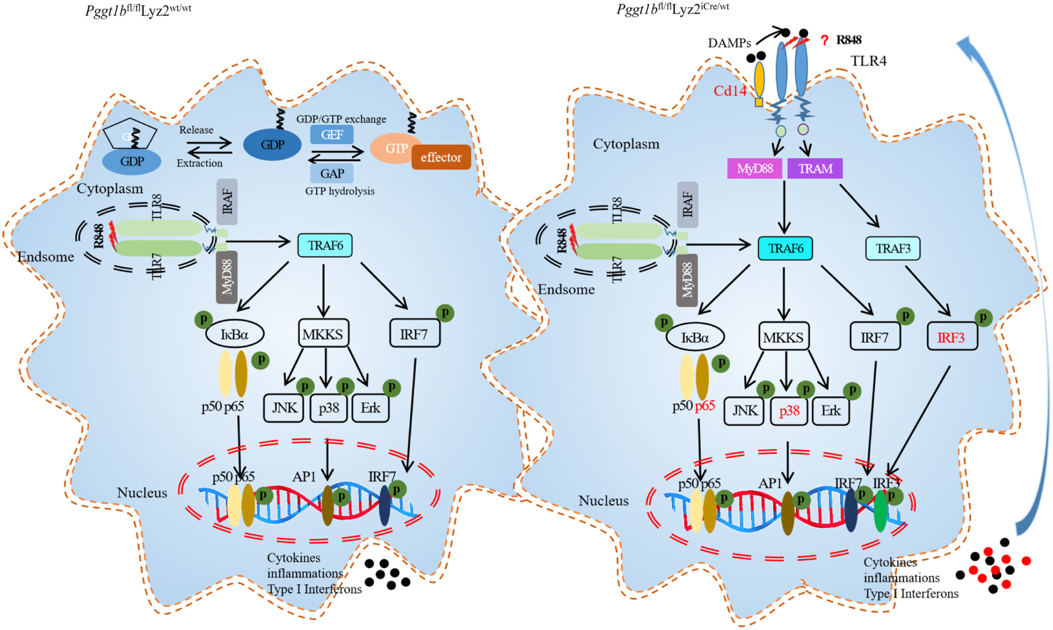 Quantitative Proteomic Analysis Indicates That Pggt1b Deficiency Promotes Cytokine Secretion in Resiquimod-Stimulated Bone Marrow-Derived Macrophages via the NF-κB Pathway