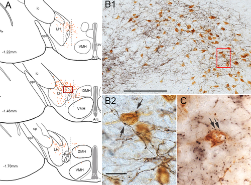 Details are in the caption following the image Details are in the caption following the image