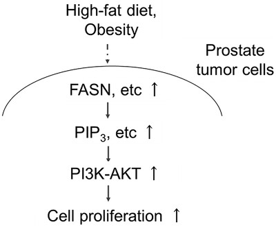 Altering phosphoinositides in high-fat diet-associated prostate tumor xenograft growth